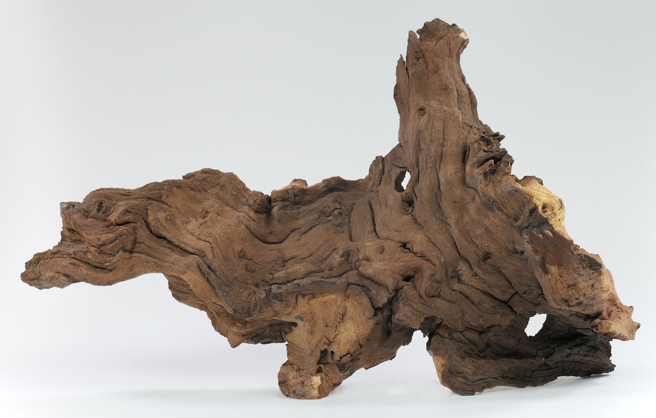 🪵🌿Mopaniholz Wurzeln – Naturholz Deko für Aquarium, Terrarium & Wohnraum, 6 Größen (4–50 cm), Handverlesen & Unikat