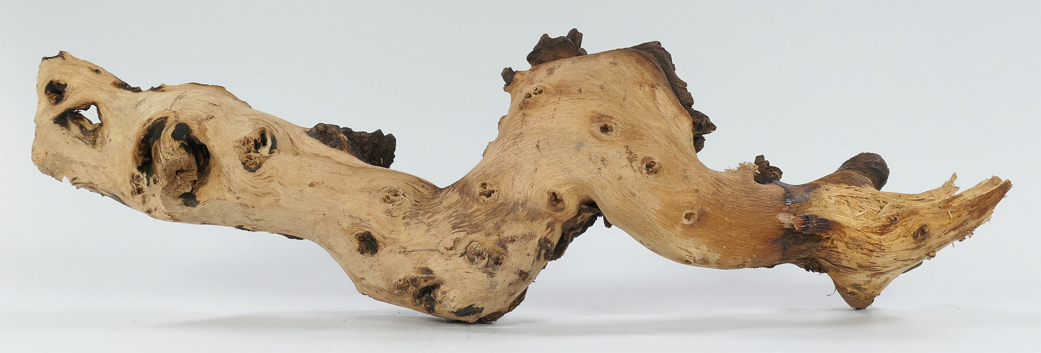 🪵🌿Mopaniholz Wurzeln – Naturholz Deko für Aquarium, Terrarium & Wohnraum, 6 Größen (4–50 cm), Handverlesen & Unikat