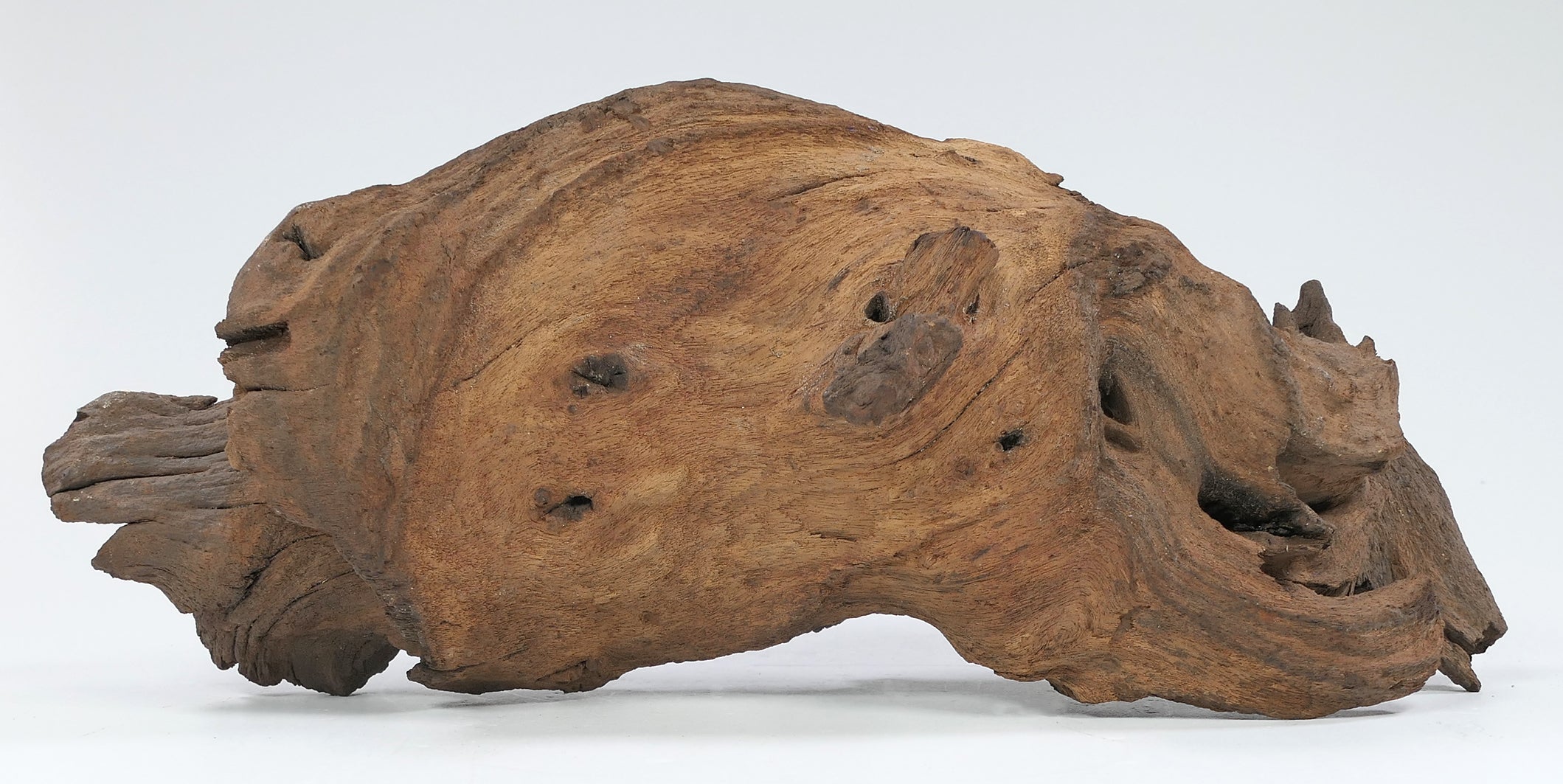 🪵🌿Mopaniholz Wurzeln – Naturholz Deko für Aquarium, Terrarium & Wohnraum, 6 Größen (4–50 cm), Handverlesen & Unikat