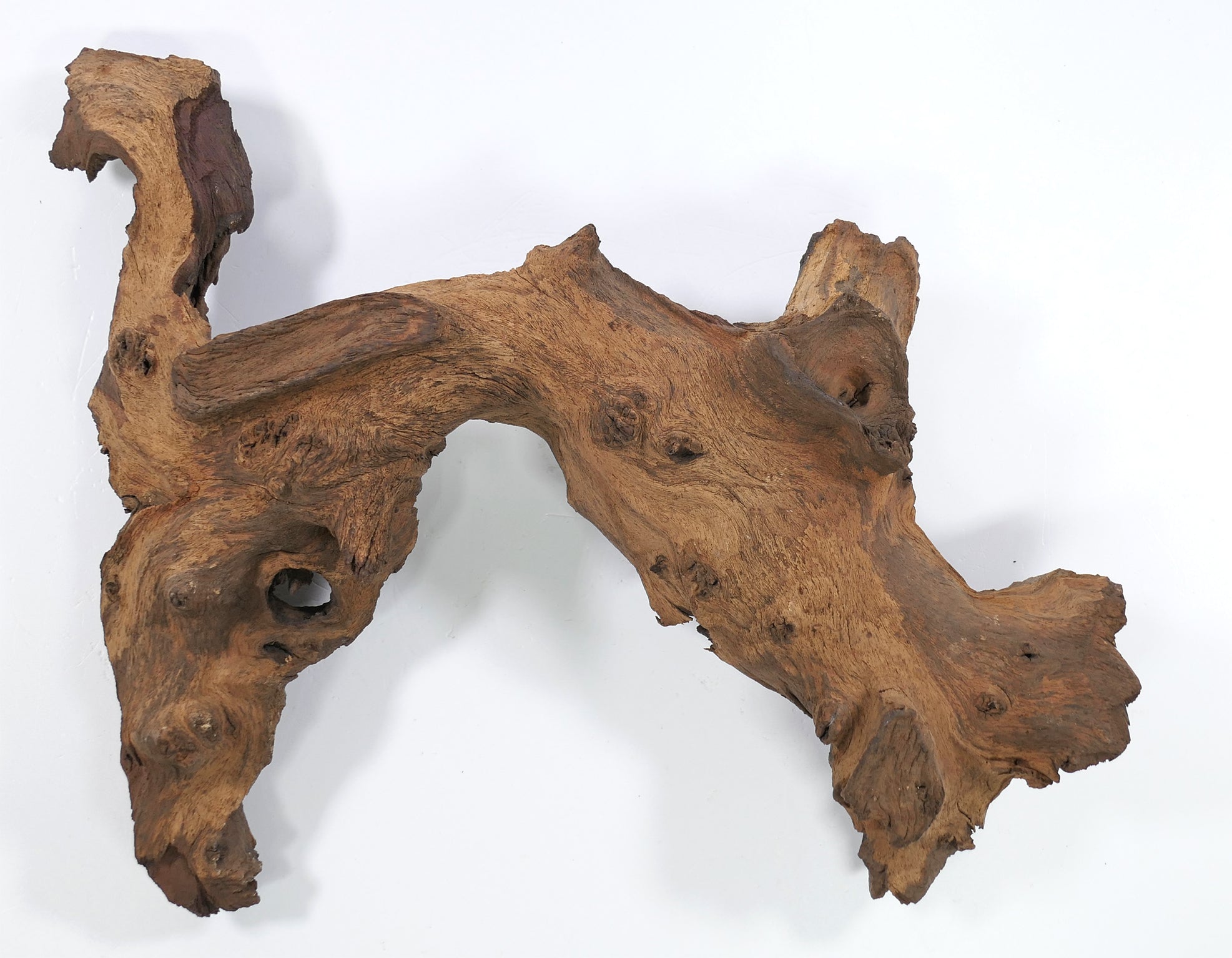 🪵🌿Mopaniholz Wurzeln – Naturholz Deko für Aquarium, Terrarium & Wohnraum, 6 Größen (4–50 cm), Handverlesen & Unikat